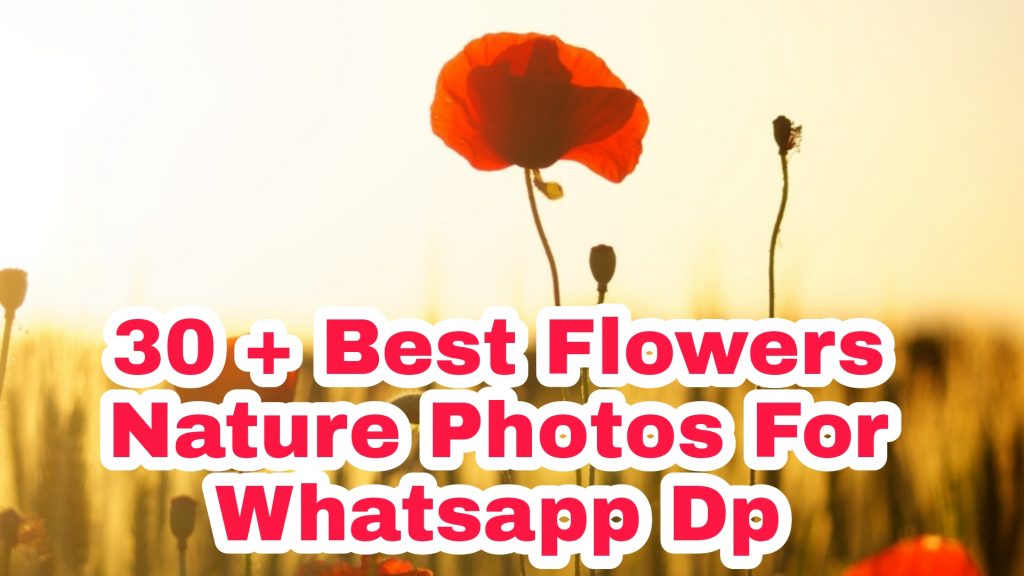 30 +Best Flowers images