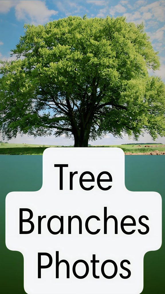 30+ Best Tree Branches Images