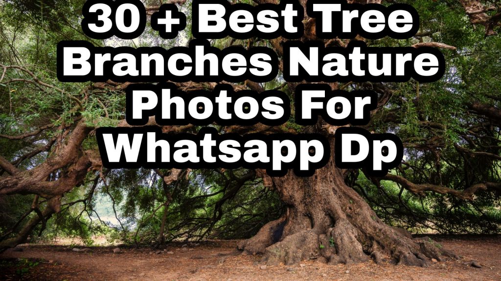 30 + Best Tree Branches images