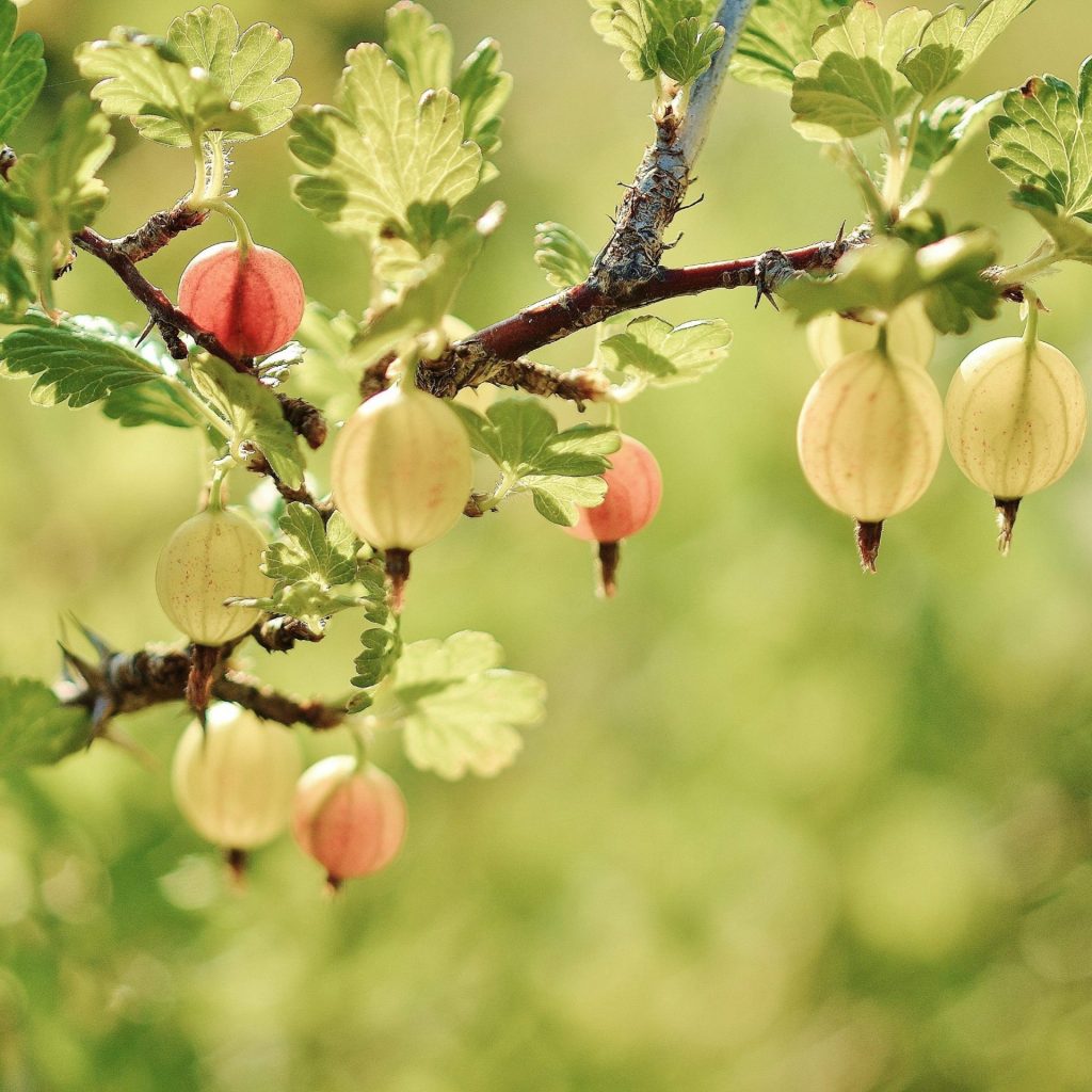 A Gooseberry tree branches whatsapp dp image