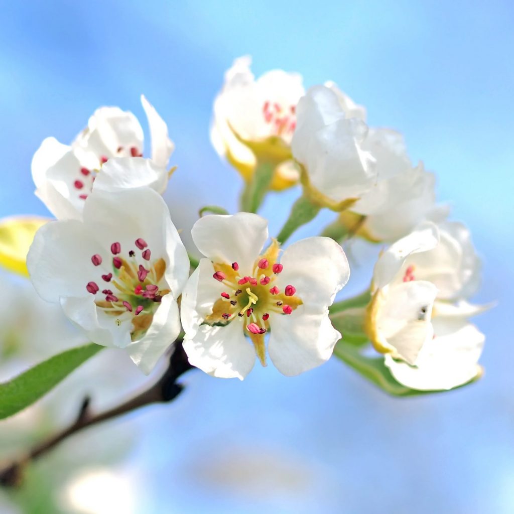 A apple tree flowers branches whatsapp dp image