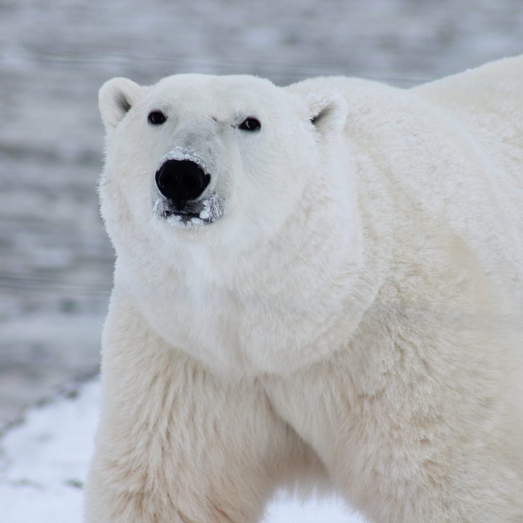 A bear enjoy icelands whatsapp dp image