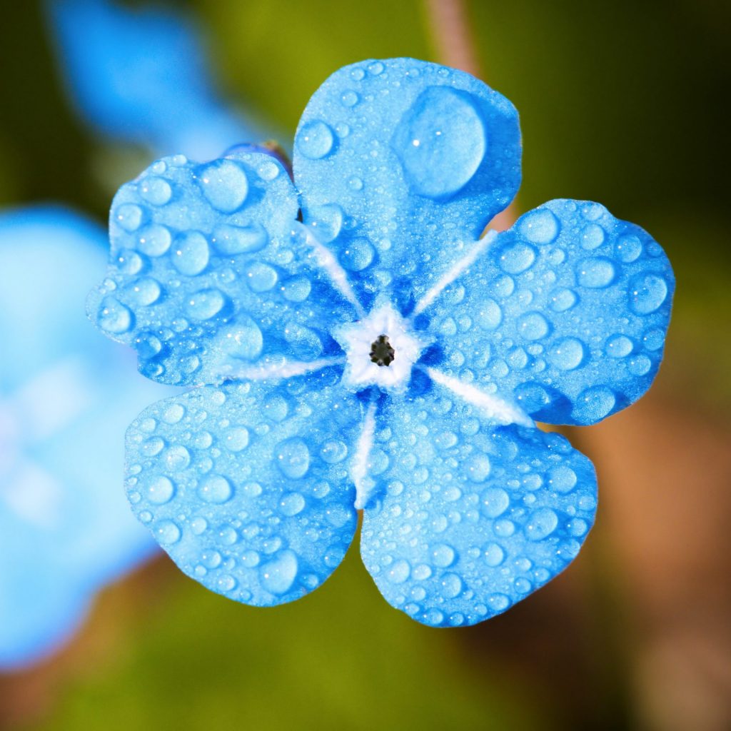 A blue flower after whatsapp dp image