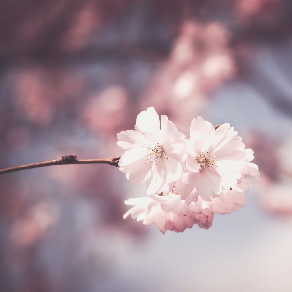 A cherry tree branches whatsapp dp image