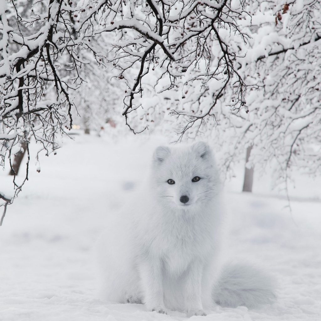 A fox enjoy icelands whatsapp dp image