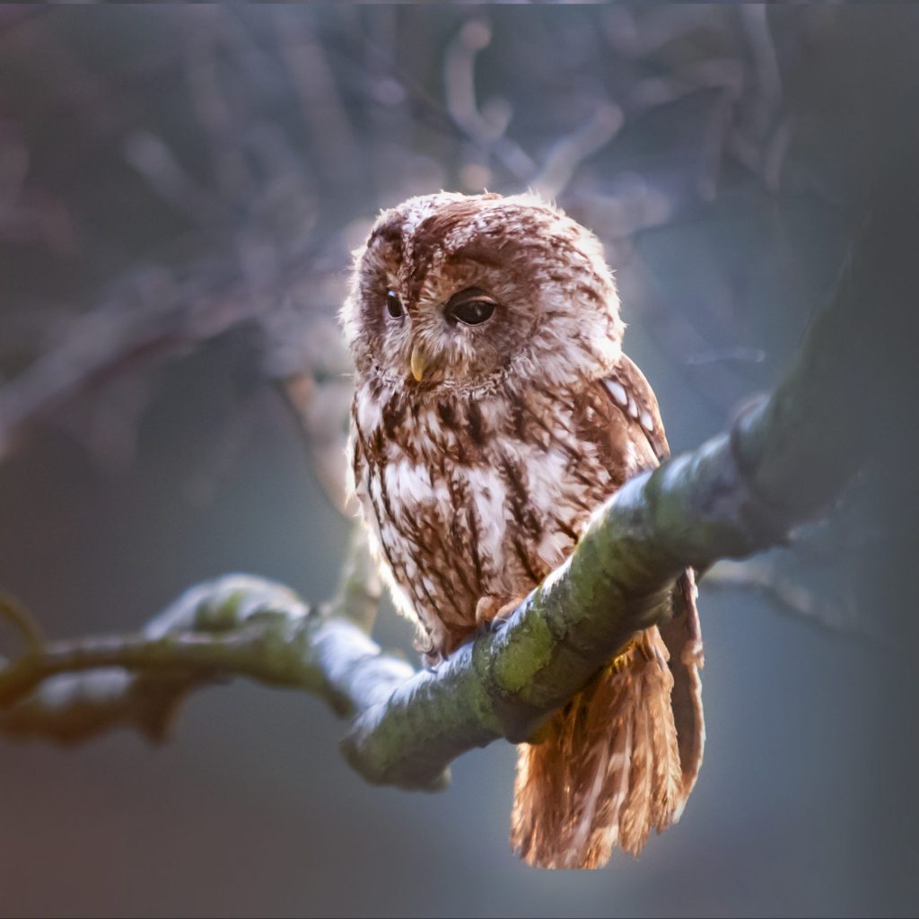 A owl bird sit on a tree branch whatsapp dp image