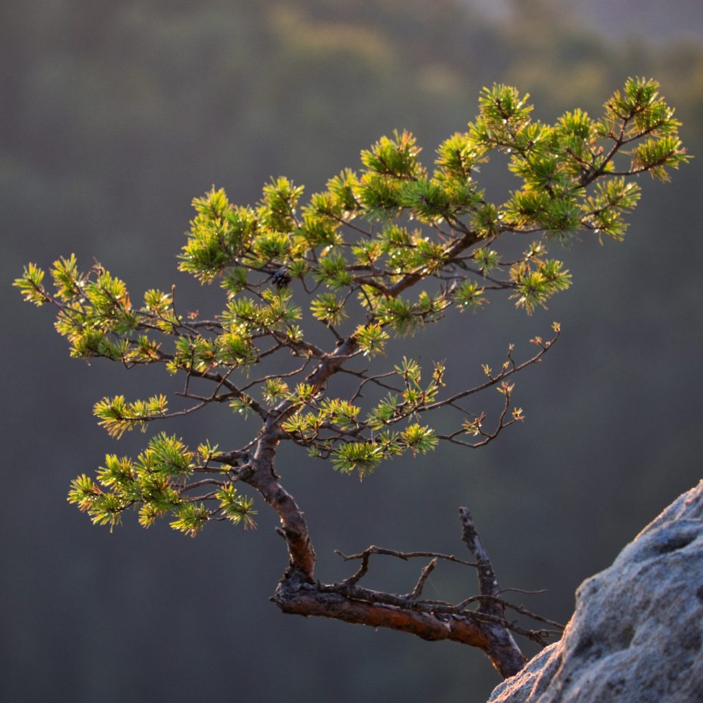 A pine tree branches whatsapp dp image
