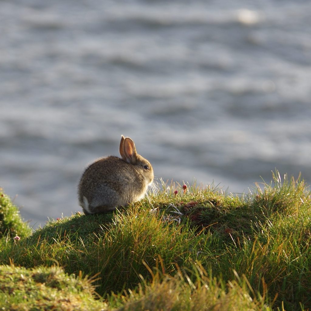 A rabbit enjoy view of lake whatsapp dp image