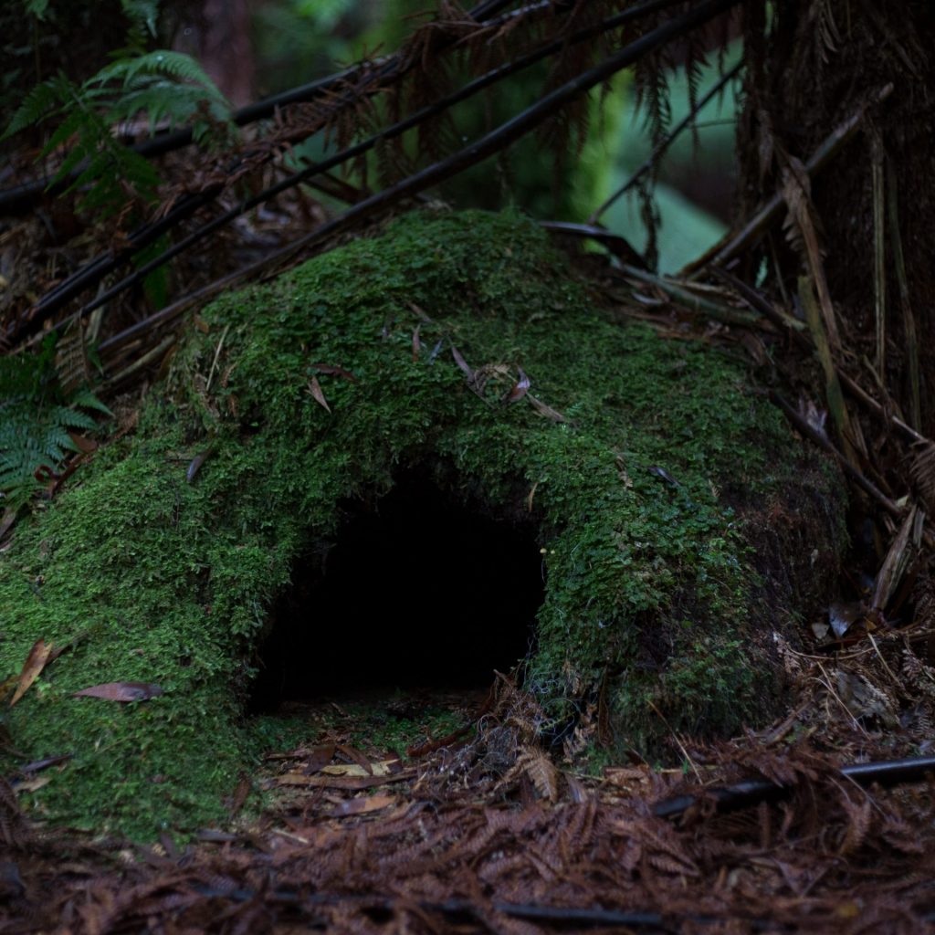 A small cave in forest whatsapp dp image