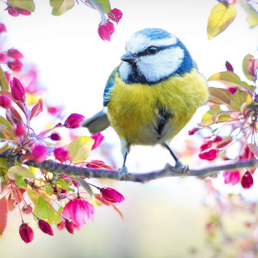 A small yellow bird sit on a tree branch whatsapp dp image