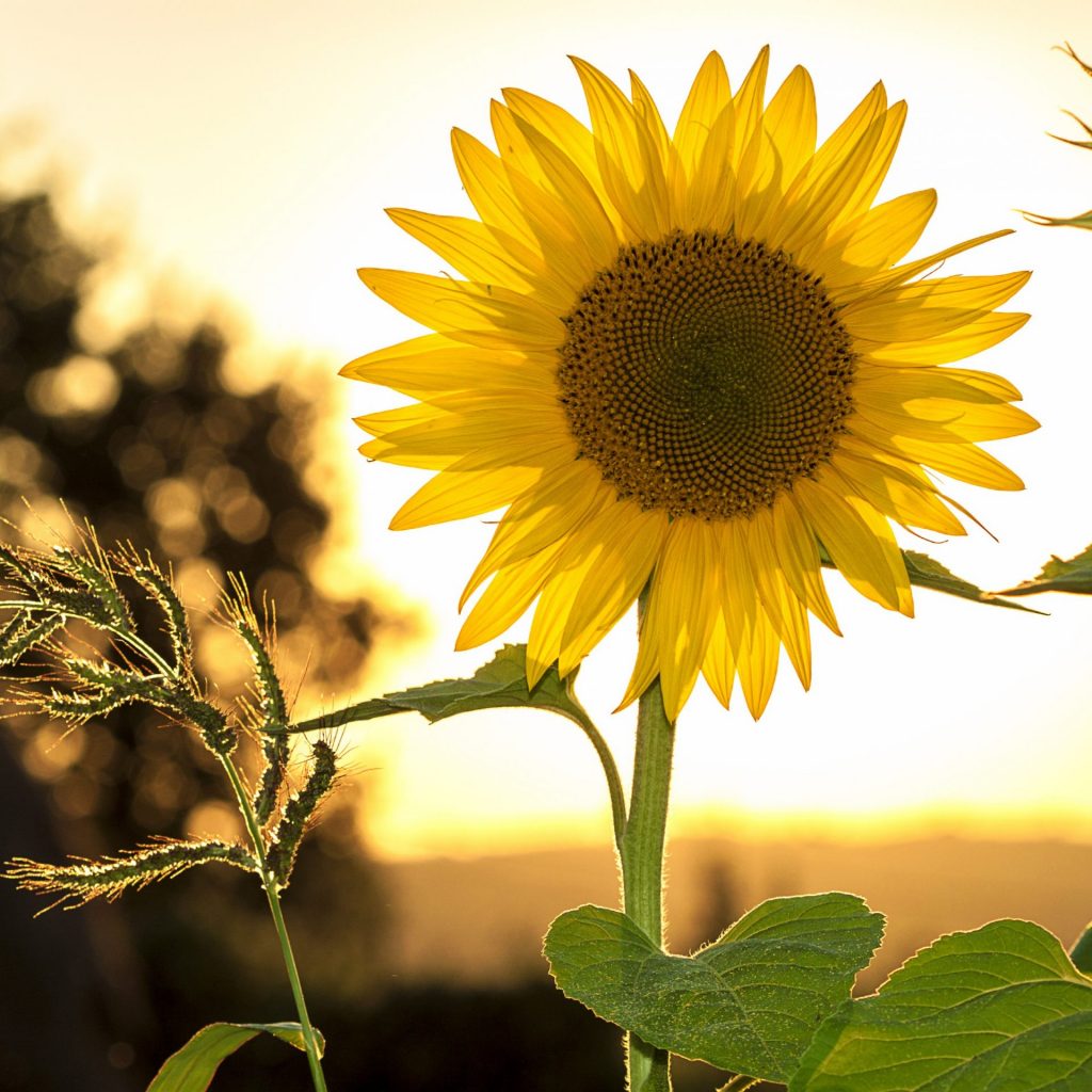 A sunflower in sunset whatsapp dp image