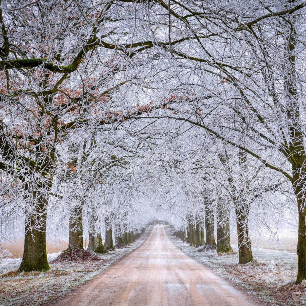 A tree branches are covered the road whatsapp dp image