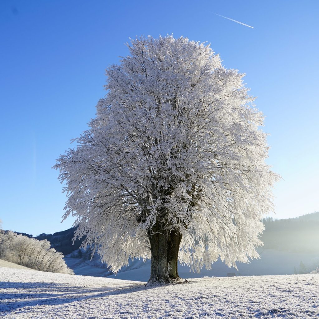 A tree branches are full of ice snow whatsapp dp image