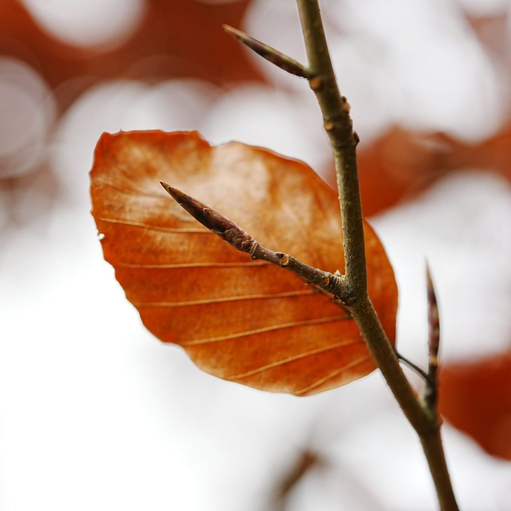 A tree branches are orange leaves whatsapp dp image