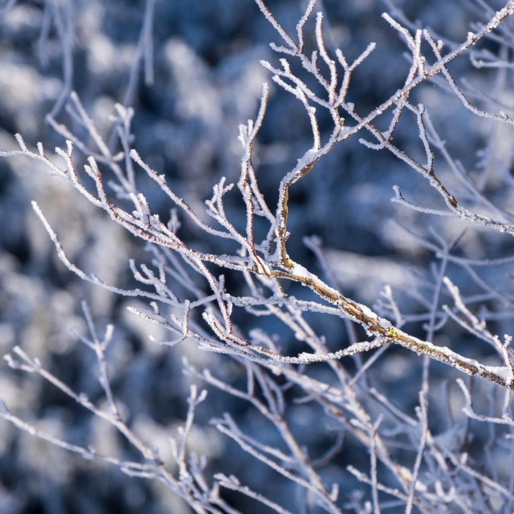 A tree branches full ice Fogs whatsapp dp image