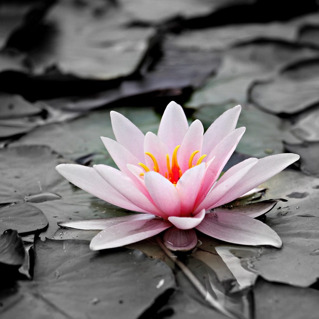 A water lily flower whatsapp dp image