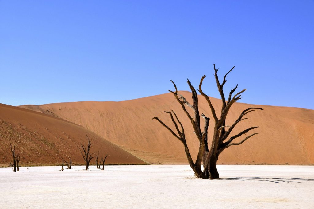 All trees are dry in desert whatsapp dp image