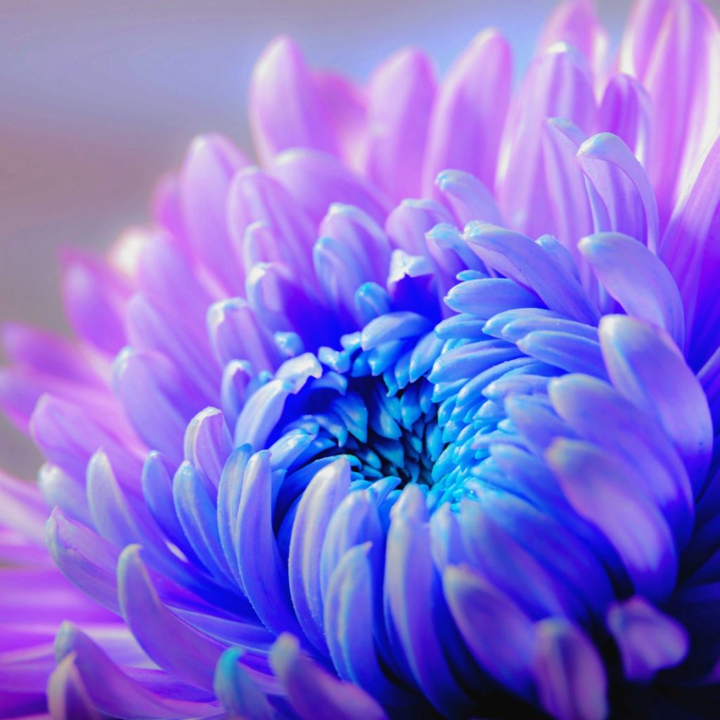 Blue chrysanthemum flower whatsapp dp image