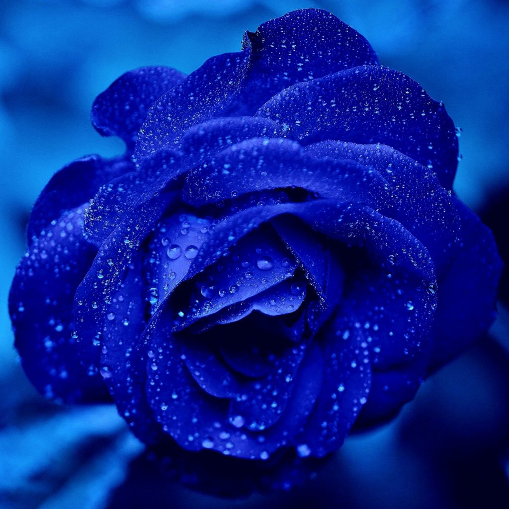 Blue rose what's up dp images