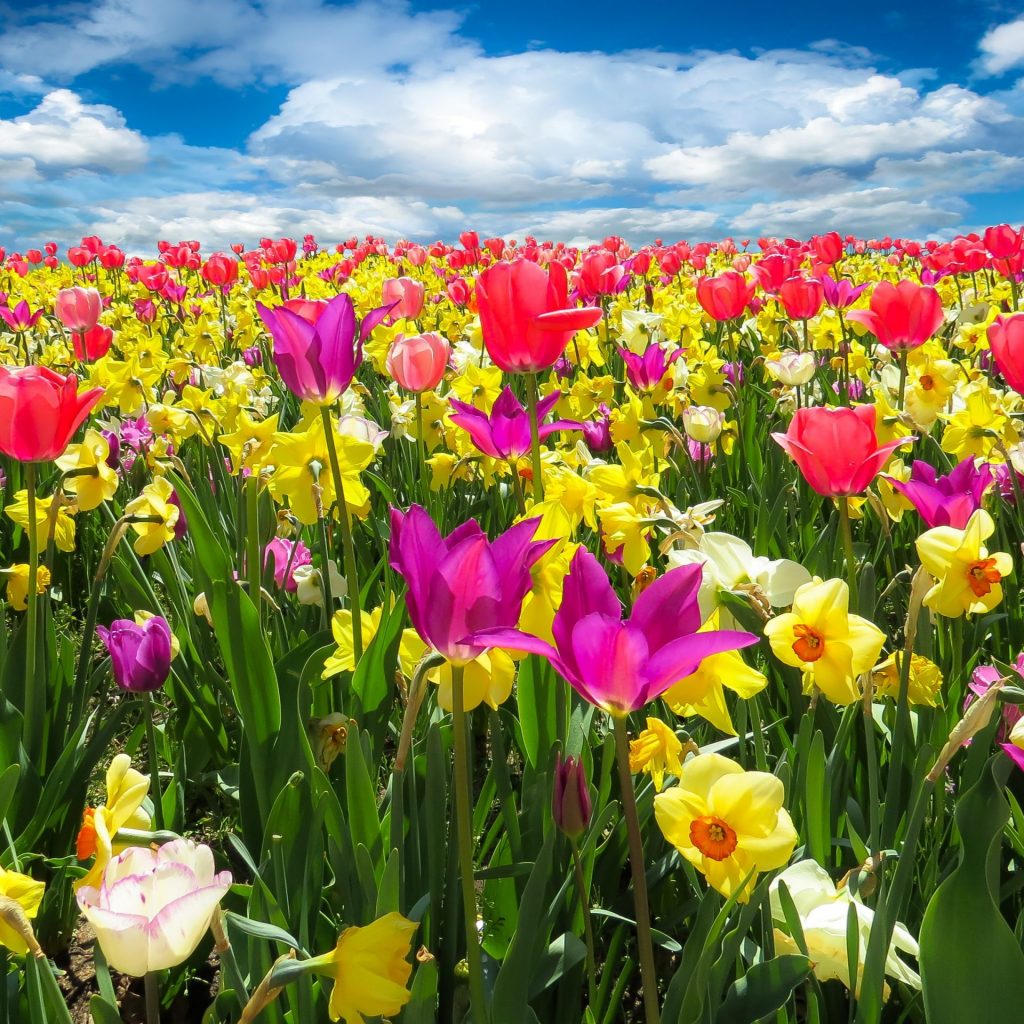 Color full tulips garden whatsapp dp image