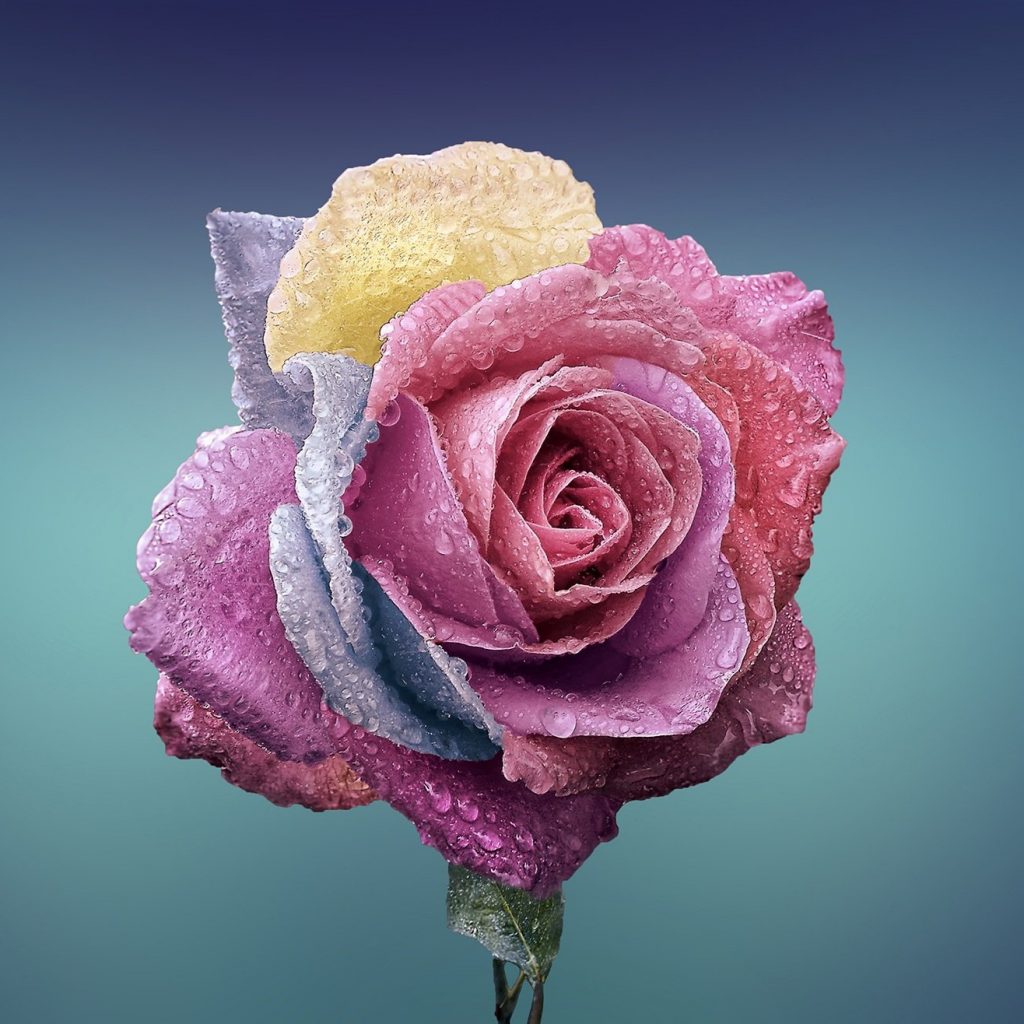 Colorful rose flower whatsapp dp image