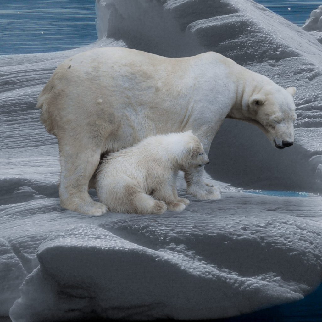 Mother and child icebears enjoy icelands whatsapp dp image