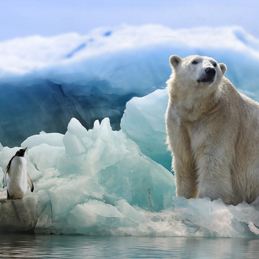 Penguin and icebear enjoy icelands whatsapp dp image