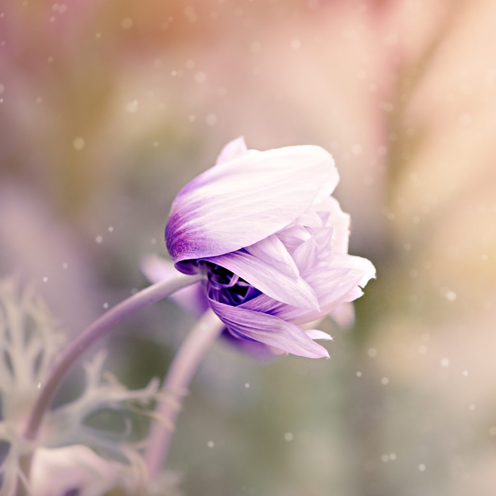 Pink anemone flower whatsapp dp image