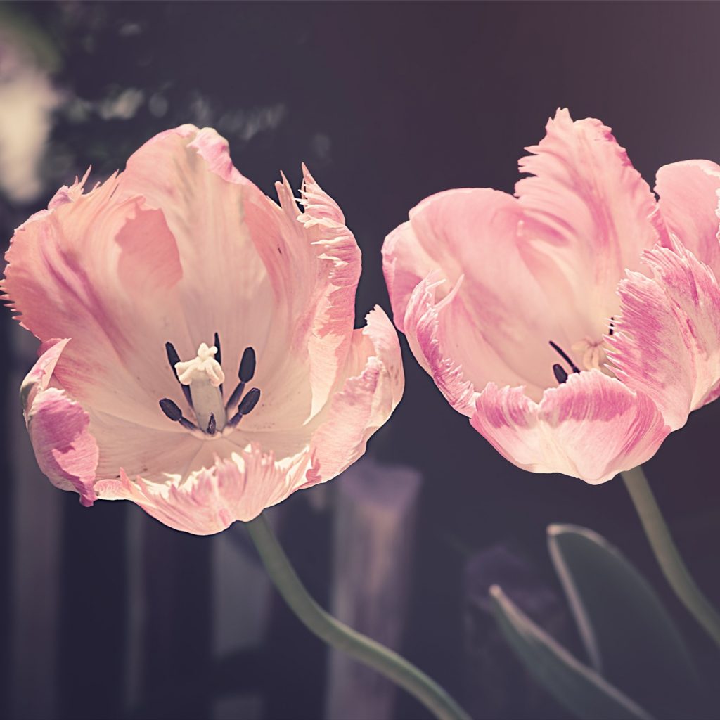 Pink tulips whatsapp dp image