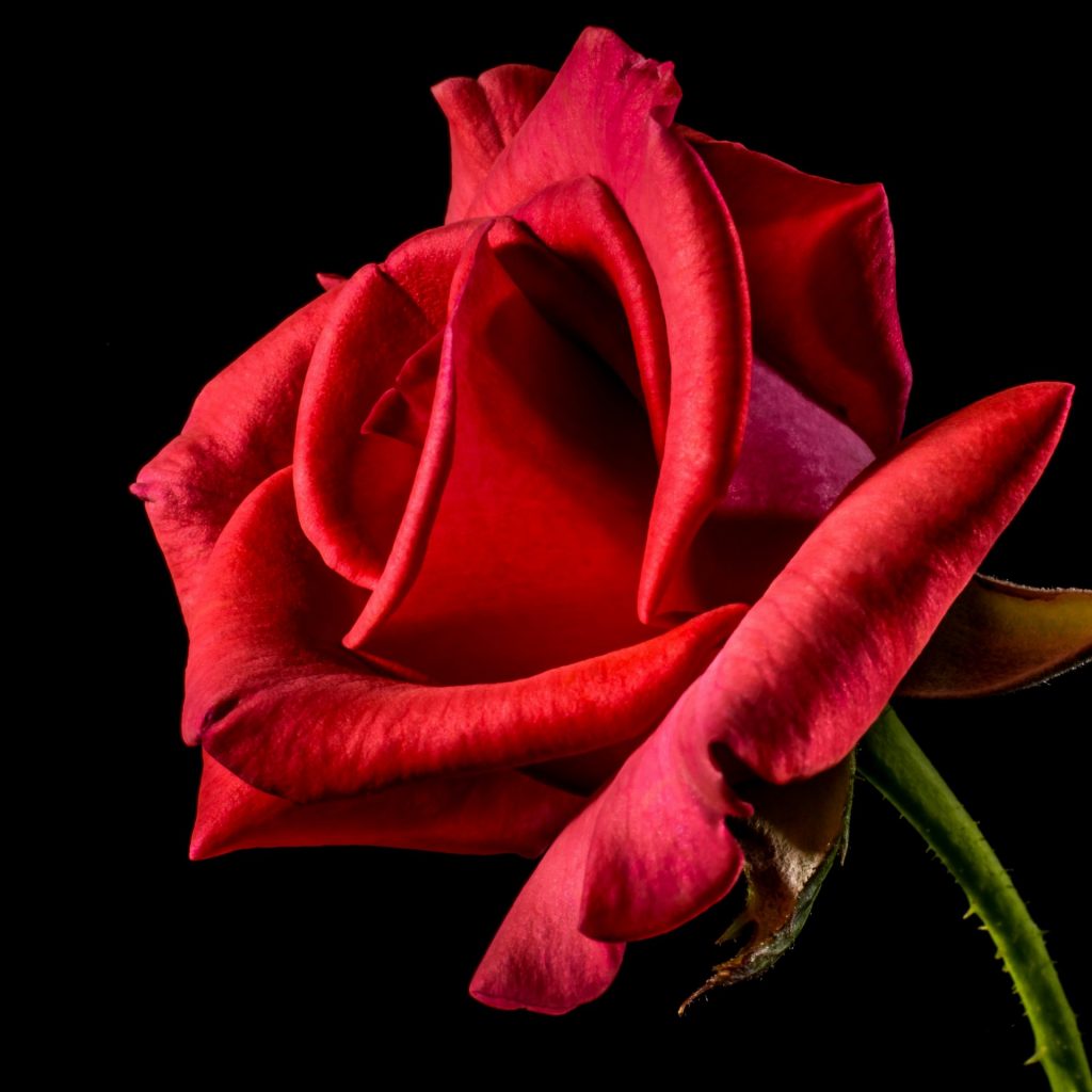 Red rose flower whatsapp dp image