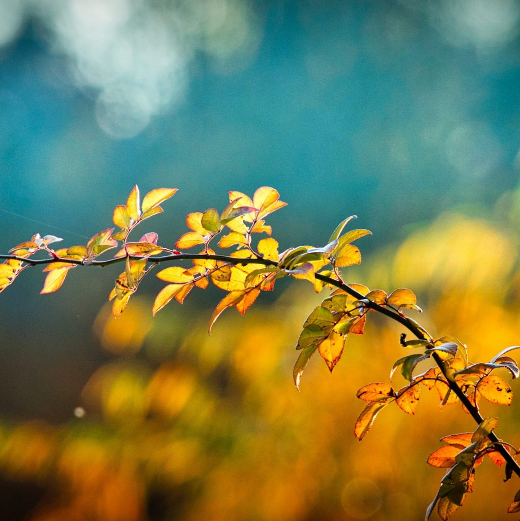 Small tree branches whatsapp dp image