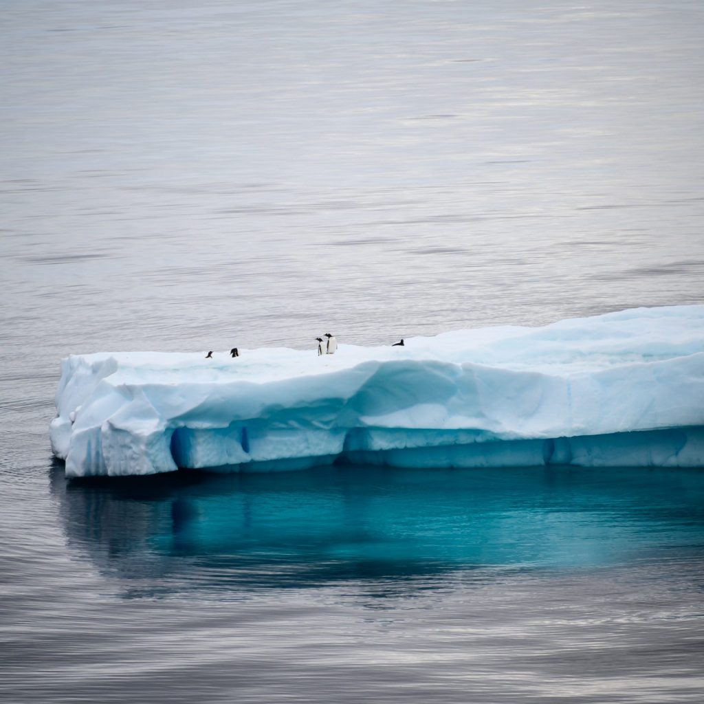 Some penguins are enjoying iceberg whatsapp dp image