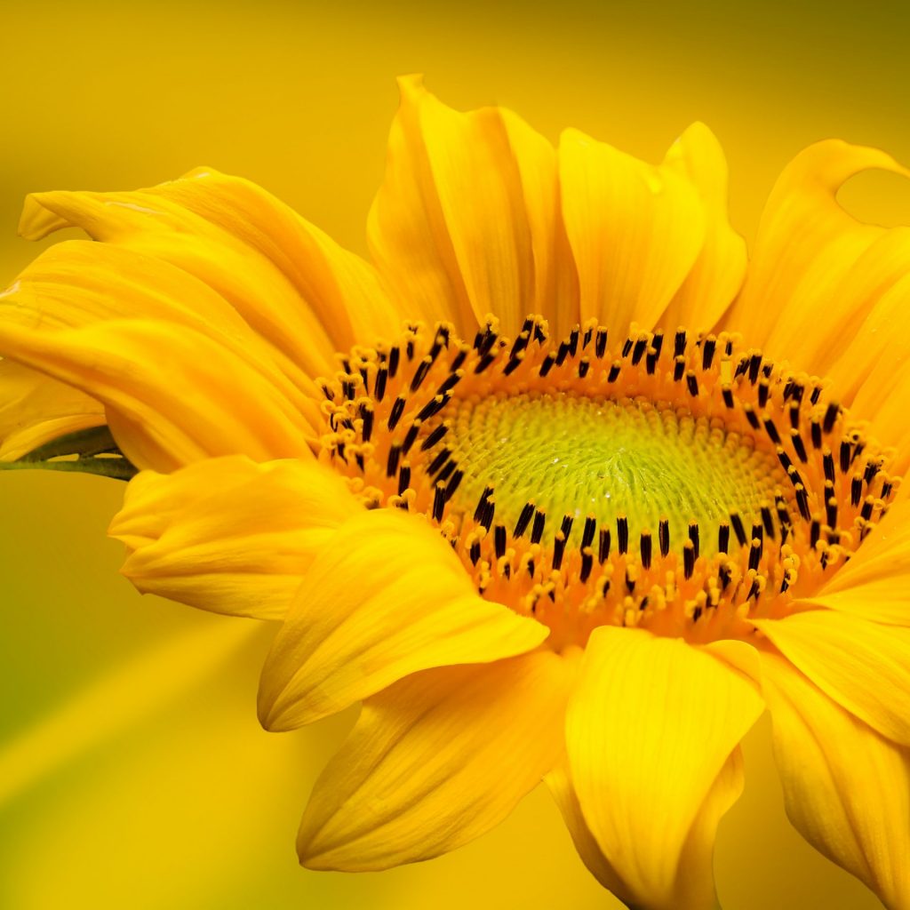 Yellow sunflower in garden whatsapp dp image