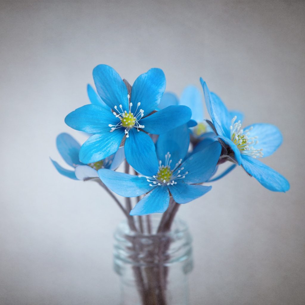 Small blue flower whatsapp dp image.jpg 