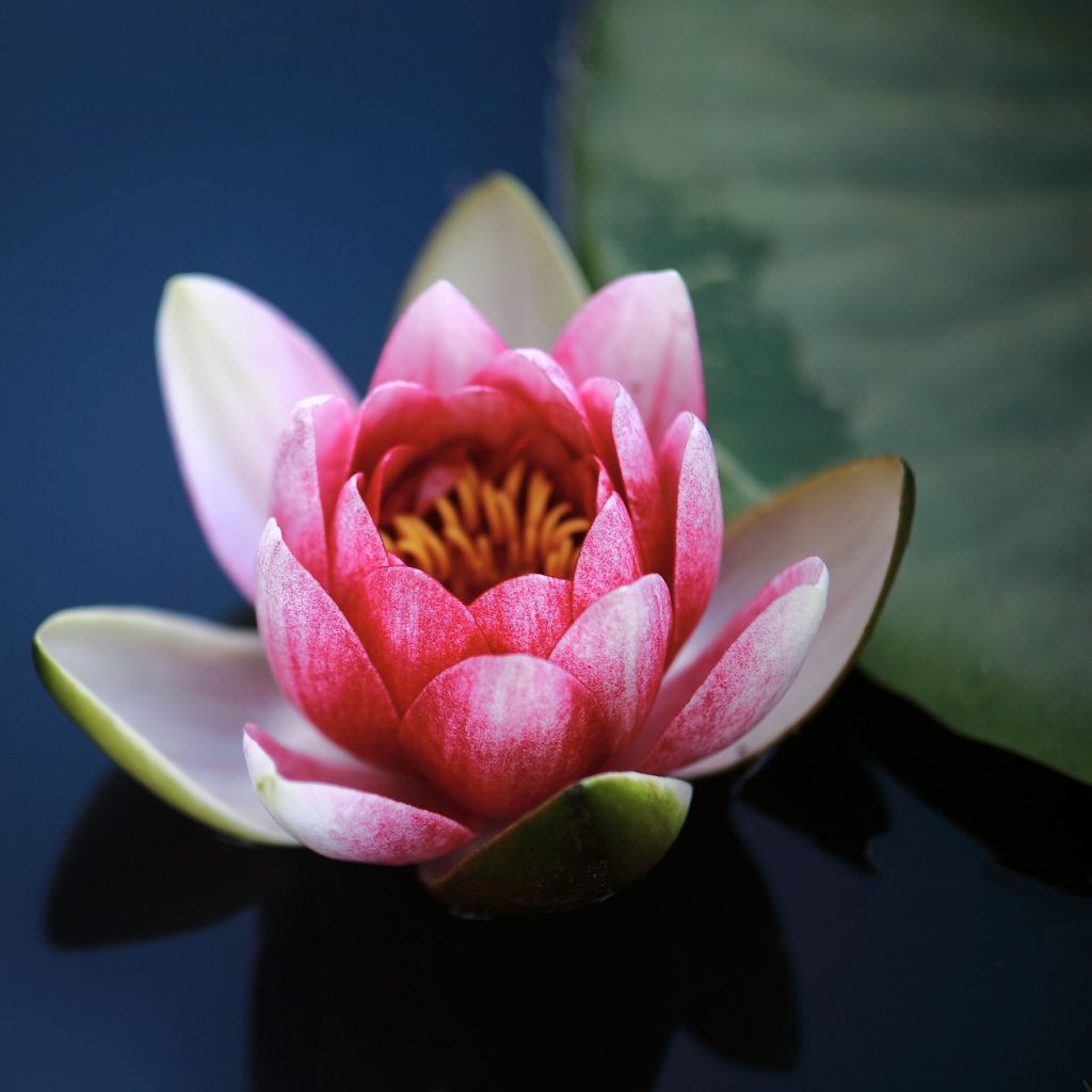 A beautiful water lily with dark river