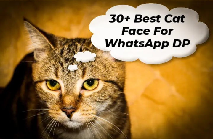 30+ Best Cat Face For WhatsApp DP