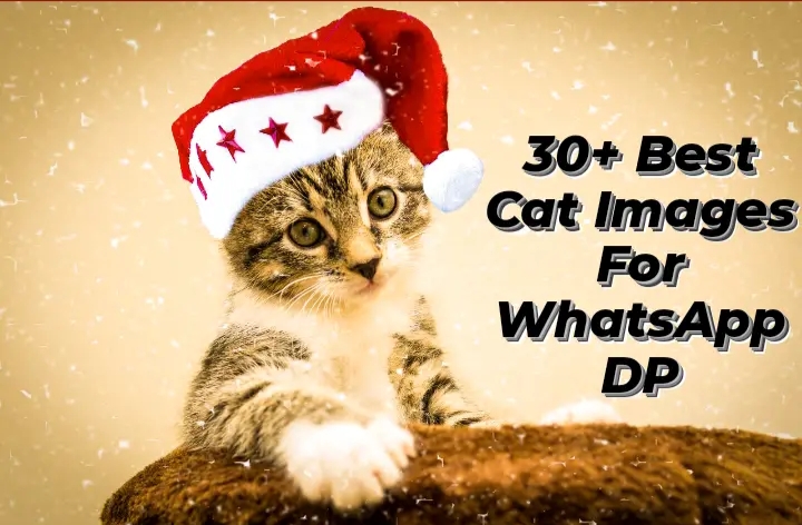 30+ Best Cat Images For WhatsApp Dp
