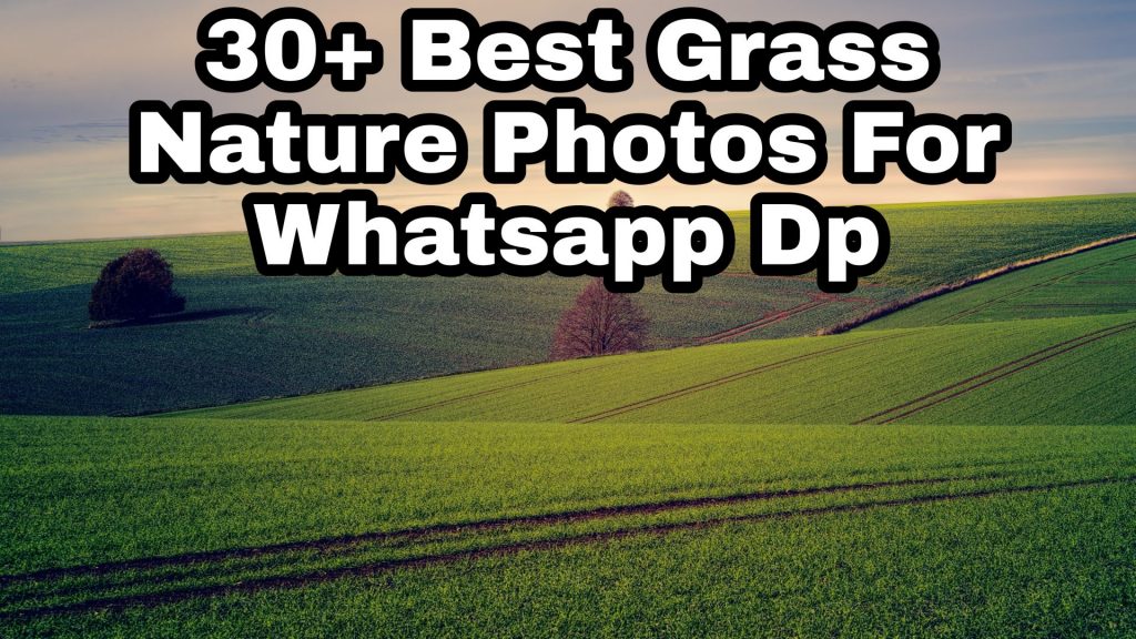 30+ Best Grass Images