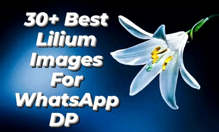 30+ Best Lilium Images For WhatsApp DP