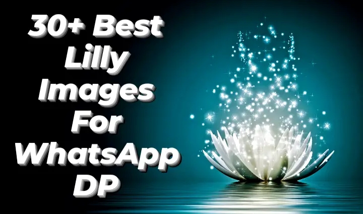 30+ Best Lilly Images For WhatsApp DP