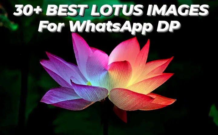 30+ Best Lotus Images For WhatsApp DP