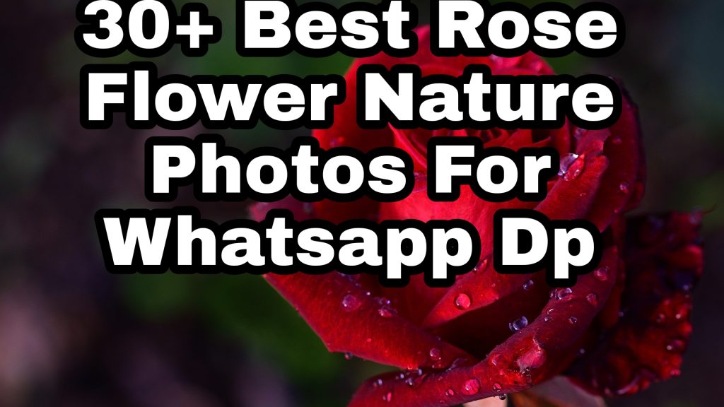 30+ Best Rose Images