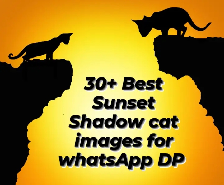30+ Best Sunset Shadow Cat Images For WhatsApp DP