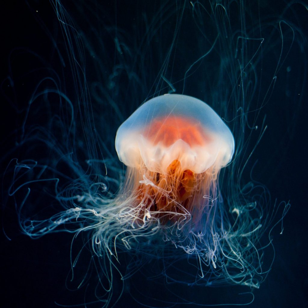 A Big Jellyfish In The Ocean Water Whatsapp Dp Image
