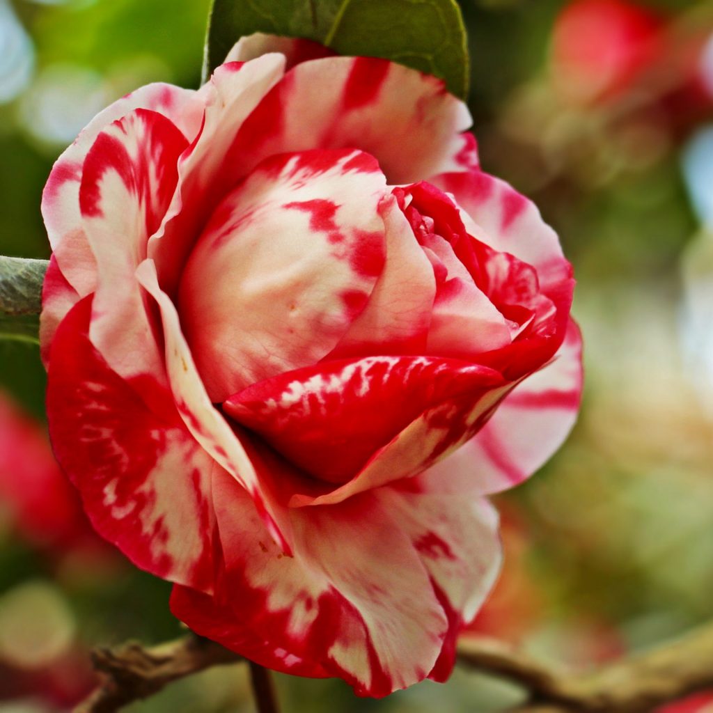 A CamelliaDark Yellow Rose Whatsapp Dp Image Rose Whatsapp Dp Image