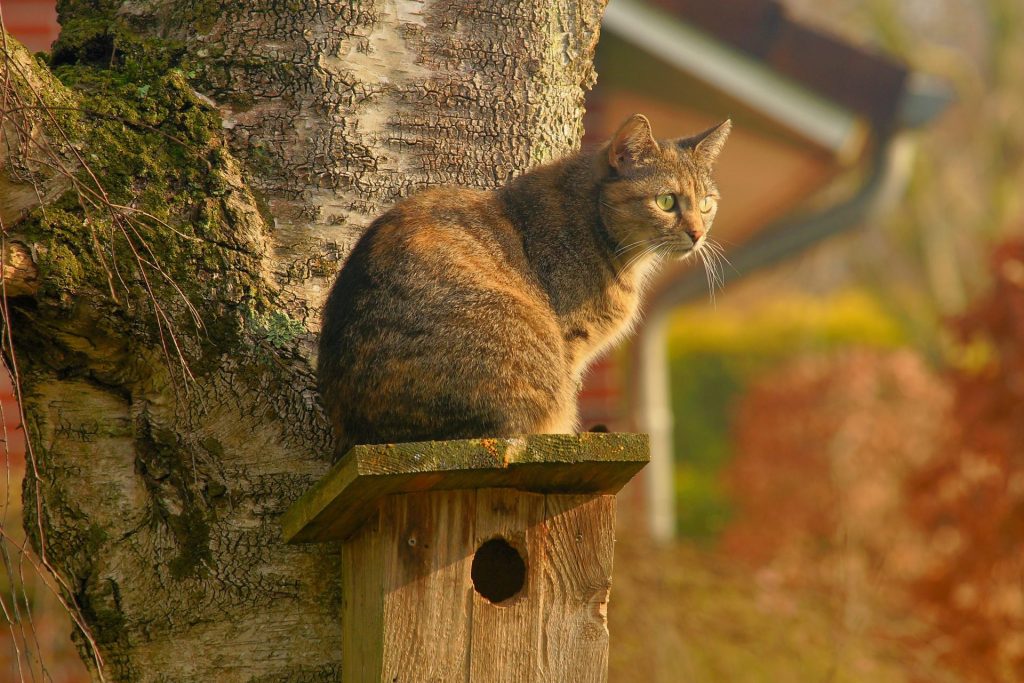 A Cat Bird House In Spring Season Whatsapp Dp Image