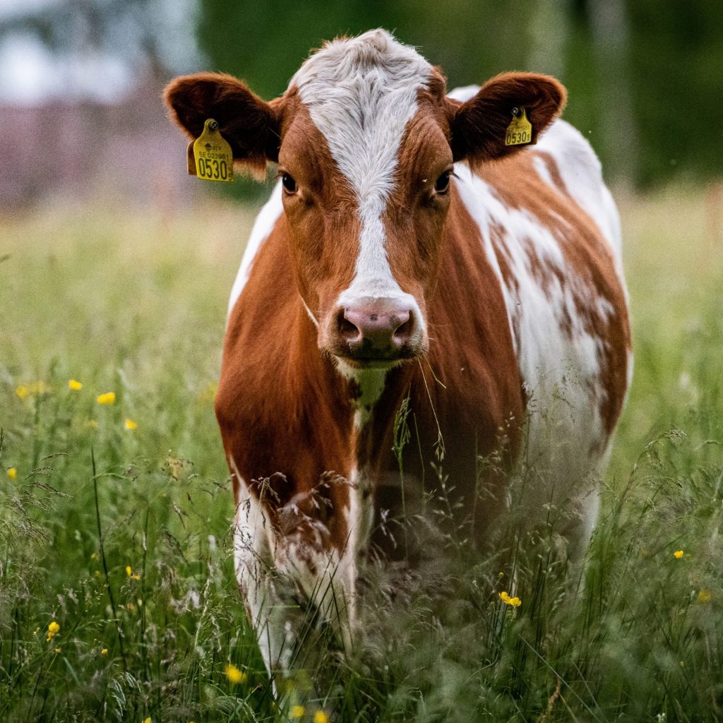 A Cow Standing In The Grass Field Whatsapp Dp Image