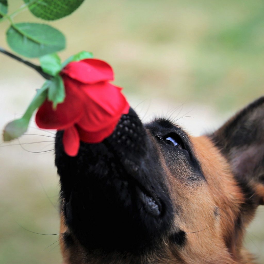 A Dog Enjoy Rose Flower Smell Whatsapp Dp Image