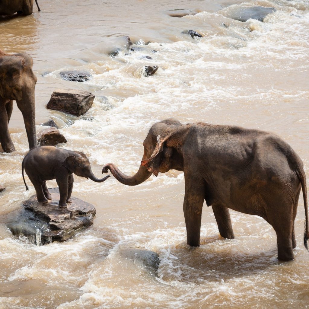 A Elephant Family Enjoying In The River Whatsapp Dp Image