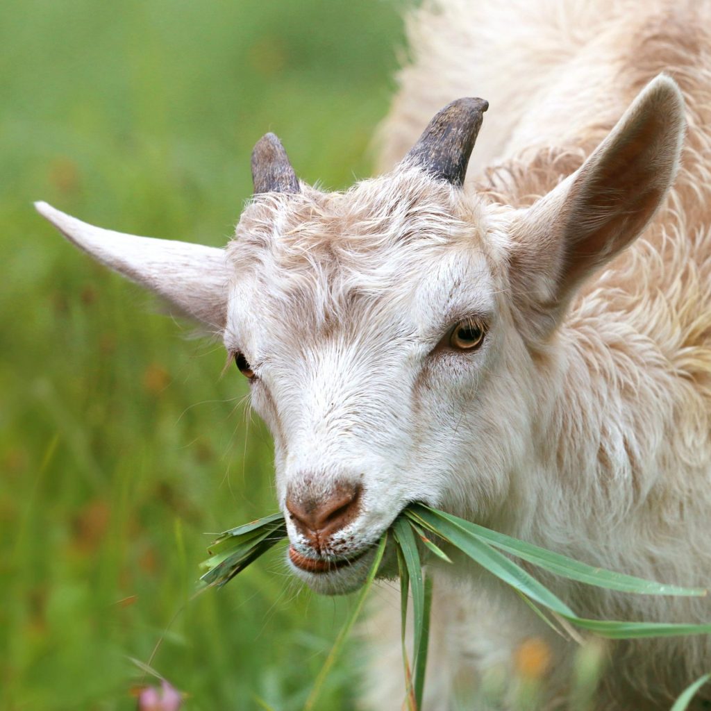 A Goat Eating Grass In The Grass Field Whatsapp Dp Image